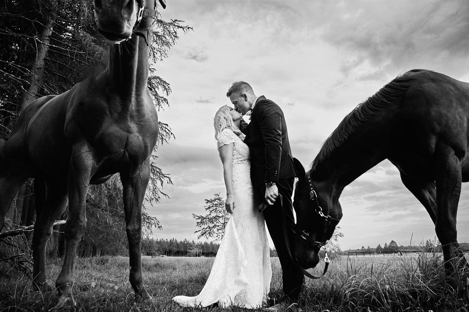 Newly weds kissing in horse paddockk
